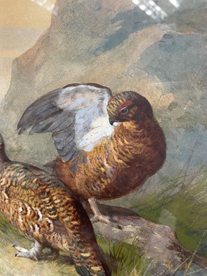 Lot 1028 - Archibald Thorburn (1860-1935) watercolour - Brace of Grouse, signed and dated 1885, 35cm x 25cm, in glazed frame