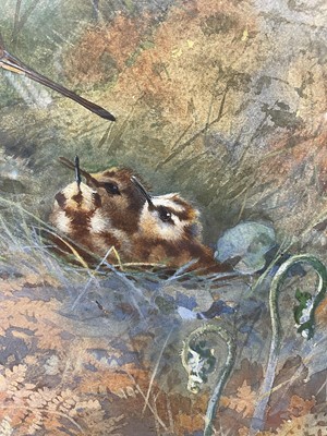 Lot 1029 - Archibald Thorburn (1860-1935) watercolour - Woodcock Family, signed, in glazed frame