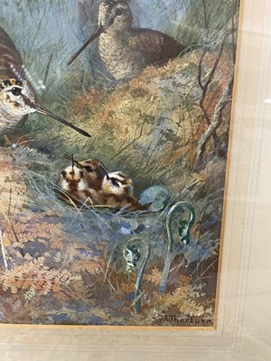 Lot 1029 - Archibald Thorburn (1860-1935) watercolour - Woodcock Family, signed, in glazed frame