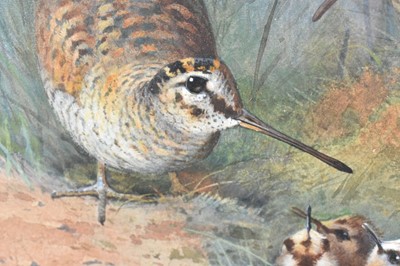 Lot 1029 - Archibald Thorburn (1860-1935) watercolour - Woodcock Family, signed, in glazed frame