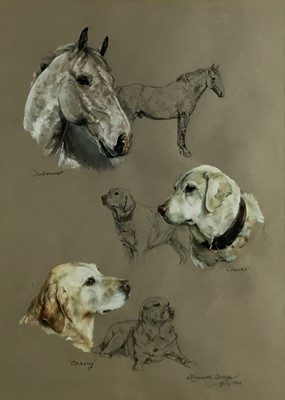 Lot 132 - Elizabeth Sharp - pastel and watercolour- studies of a horse and gun dogs, 'Dubonnet' 'Corny' and 'Cracks' signed and dated July 1982.