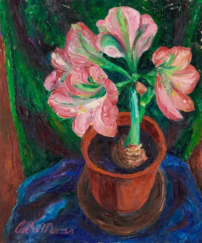 Lot 1162 - *Colin Moss ARCA (1914-2005) oil on canvas - Amaryllis, signed, 62cm x 52cm unframed