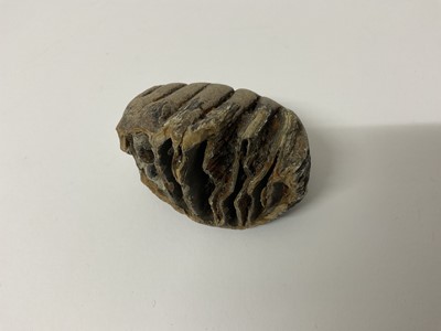 Lot 2525 - A rare baby woolly mammoth tooth, discovered on the North Sea bed