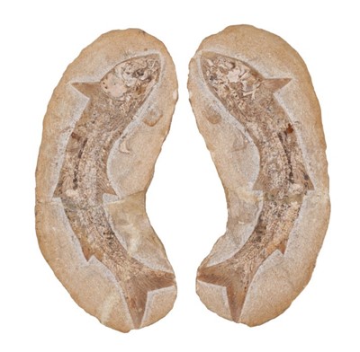 Lot 704 - Fine specimen fossil fish