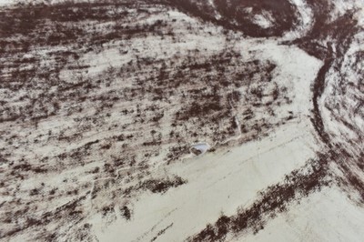 Lot 1173 - *Colin Moss (1914-2005) chalk on paper - Cow study, signed, 90cm x 60cm, unframed