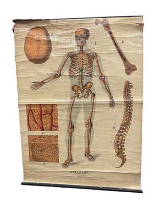 Lot 2620 - Anatomical chart