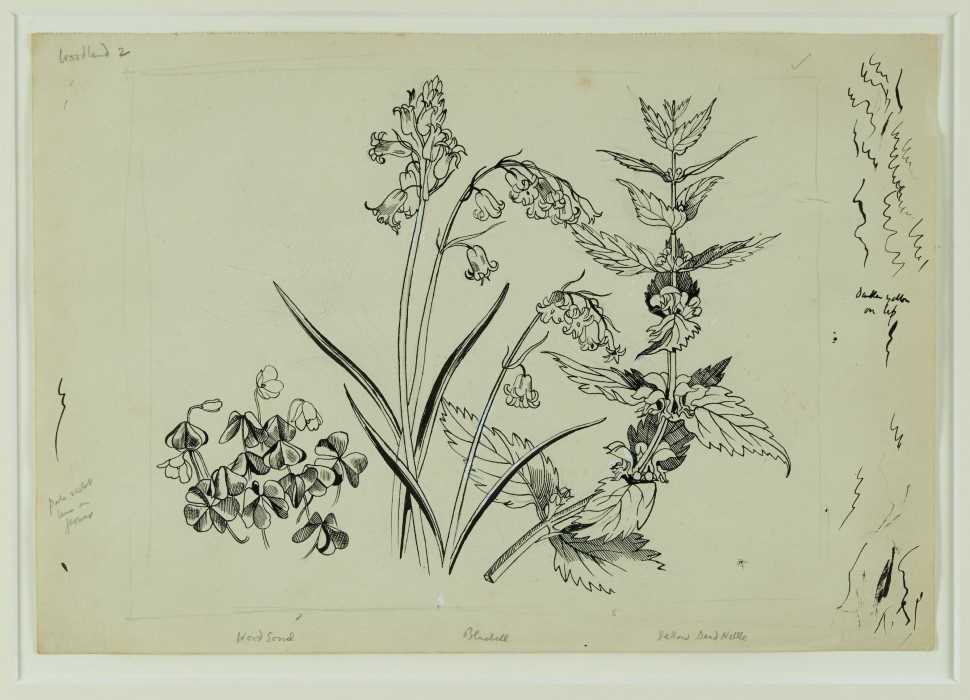 Lot 1284 - *John Northcote Nash (1893-1977) pen and ink - "Wild Flowers, Woodland 2", inscribed in pencil, 24cm x 35cm, Nash stamp verso, in glazed frame