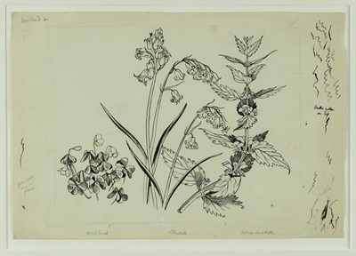 Lot 1284 - *John Northcote Nash (1893-1977) pen and ink - "Wild Flowers, Woodland 2", inscribed in pencil, 24cm x 35cm, Nash stamp verso, in glazed frame