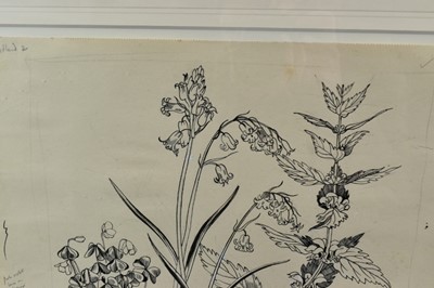 Lot 1284 - *John Northcote Nash (1893-1977) pen and ink - "Wild Flowers, Woodland 2", inscribed in pencil, 24cm x 35cm, Nash stamp verso, in glazed frame