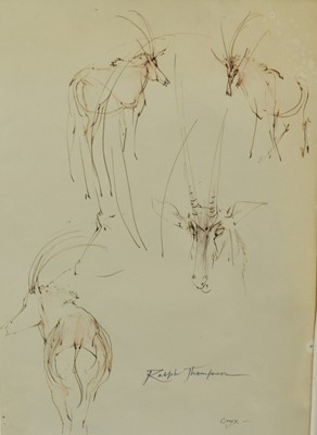 Lot 1036 - Ralph Thompson (1913-2009) ink and wash - Oryx sketches, signed and inscribed, 35cm x 25cm, in glazed frame  
Provenance: The Wildlife Art Gallery, Lavenham
