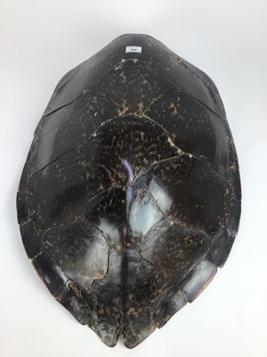 Lot 948 - Turtle shell, circa 1940s. 77cm long x 58cm wide