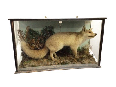 Lot 762 - Edwardian fox within naturalistic setting, full mount in glazed case
