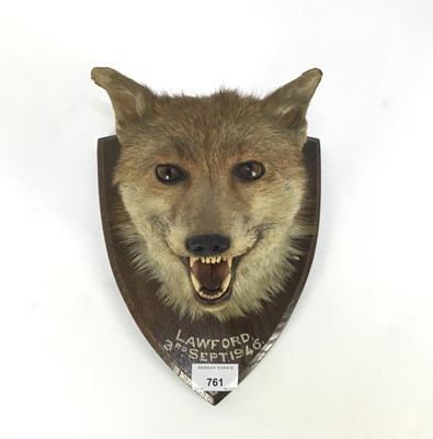Lot 761 - 1940s fox mask mounted on oak shield marked Lawford, 3rd Sept 1946
