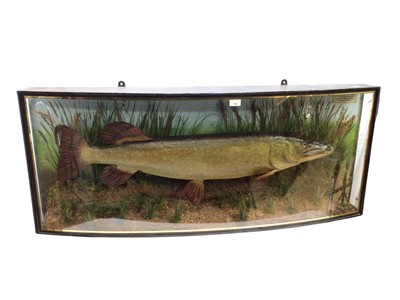 Lot 759 - Large preserved Pike within a naturalistic setting in a glazed bow front case