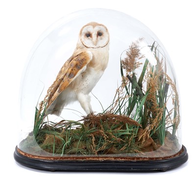 Lot 758 - Early 20th century Barn Owl within a naturalistic setting under glass dome, 42cm high x 51cm wide x 25cm deep