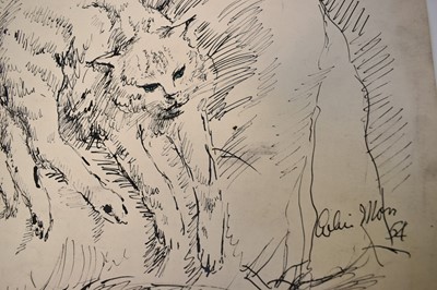 Lot 1313 - *Colin Moss (1914-2005) Indian ink, Sleeping cat, signed 33 x 39cm, together with seven further studies of cats and other animals by Colin Moss