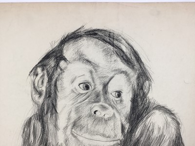 Lot 21 - Colin Moss (1914-2005) pencil, Orangutan and baby, signed, 75 x 54cm