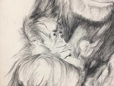 Lot 21 - Colin Moss (1914-2005) pencil, Orangutan and baby, signed, 75 x 54cm