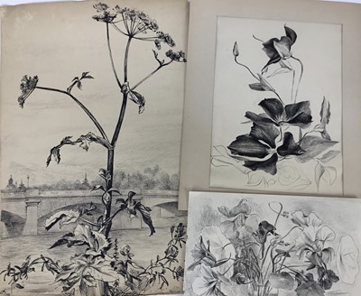Lot 129 - David Hill (1914-1977), collection of floral studies on paper, in a variety of media, various sizes, the largest 50 x 33cm. (18)