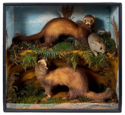 Lot 767 - Pair of Ferrets feeding on a rabbit within a naturalistic setting in glazed case, bearing label for J. Wright, Clifton, Bedfordshire, 55cm x 60cm