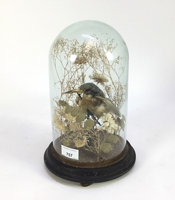 Lot 757 - Kingfisher within a naturalistic setting under a glass dome, 28cm high