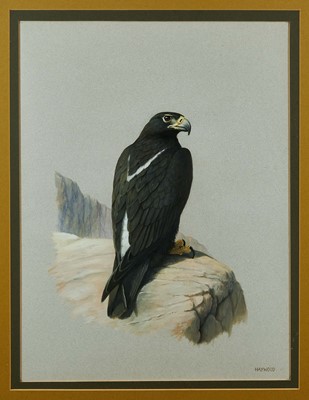 Lot 731 - John Frank Haywood (1936-1991) watercolour, Black eagle