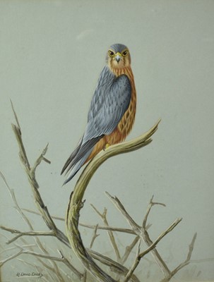 Lot 733 - R. David Digby (b. 1936) watercolour, Kestrel, 29 x 25cm, glazed frame