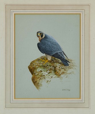 Lot 734 - R. David Digby (b. 1936) watercolour, Peregrine, 29 x 25cm, glazed frame