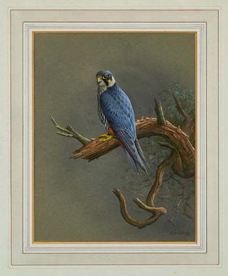 Lot 735 - R. David Digby (b. 1936) watercolour, Hobby, 29 x 25cm, glazed frame