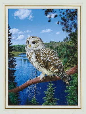 Lot 737 - *Trevor Boyer (b. 1948) watercolour and bodycolour, Barred Owl, North America, signed, 29 x 21cm, glazed frame