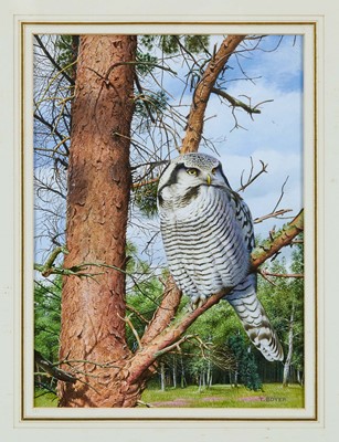 Lot 738 - *Trevor Boyer (b. 1948) watercolour and bodycolour, Northern Hawk Owl, signed, 29 x 21cm, glazed frame