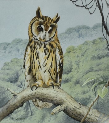 Lot 739 - *Trevor Boyer (b. 1948) watercolour and bodycolour, Striped Owl, signed, 29 x 21cm, glazed frame