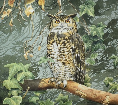 Lot 740 - *Trevor Boyer (b. 1948) watercolour and bodycolour, Cape Eagle Owl, signed, 29 x 21cm, glazed frame