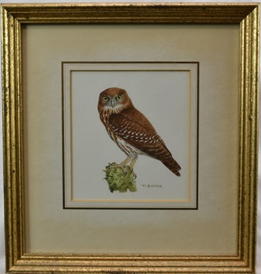 Lot 741 - *Trevor Boyer (b. 1948) set of four watercolours of Owl, each signed, 14 x 12cm, glazed frames