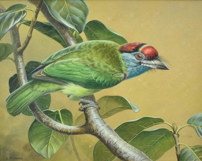 Lot 743 - D M Henry (contemporary) watercolour and bodycolour, Blue Throated Barbet, signed, 19 x 24cm, glazed frame