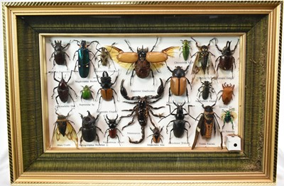Lot 745 - Glazed display of insects arachnids and beetles, 36 x 41cm