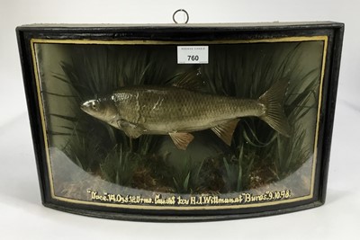 Lot 760 - Preserved Dace within a naturalistic setting in glazed bow front case, caught by H. J. Willman at Bures, dated 9.10.48