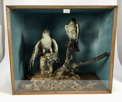 Lot 750 - Male and female Sparrowhawk, one with prey, both on a perches within a naturalistic setting in glazed case, 56cm x 65cm