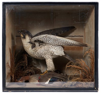 Lot 751 - Peregrine Falcon with outspread wings standing upon its teal prey, in a naturalistic setting in glazed case, 43cm x 45.5cm