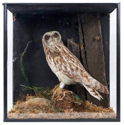 Lot 752 - Short-eared owl on perch within a naturalistic setting in glazed case, 46.5cm x 46cm