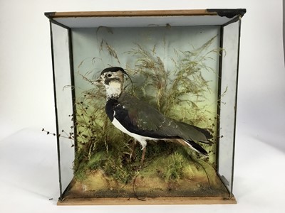Lot 753 - Lapwing within a naturalistic setting in glazed case (a.f.), 35.5cm x 34.5cm