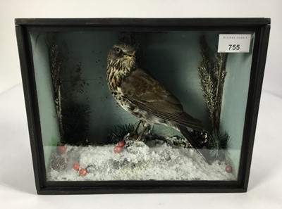Lot 755 - Fieldfare within a naturalistic winter setting in glazed case, 23.5cm x 30cm