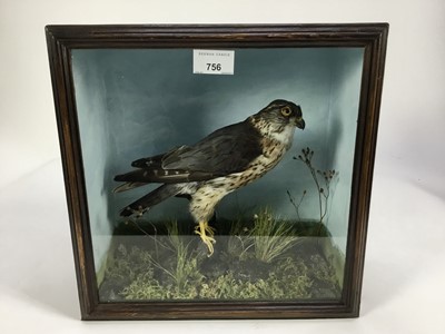 Lot 756 - Male Merlin on perch within a naturalistic setting in glazed case, bearing label verso for Ticknall Taxidermy, 31.5cm x 31.5cm