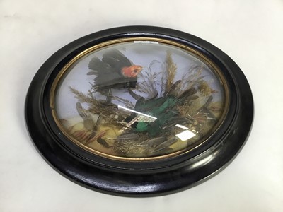 Lot 763 - Pair of exotic birds within naturalistic settings in oval wall mounted glazed frames, each measuring 35cm x 29cm