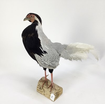 Lot 764 - Silver Pheasant mounted on a wood perch, 51cm high x 67cm wide overall
