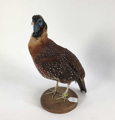 Lot 765 - Temminck's Tragopan Pheasant mounted on a circular wooden base, 43cm high x 27cm wide overall