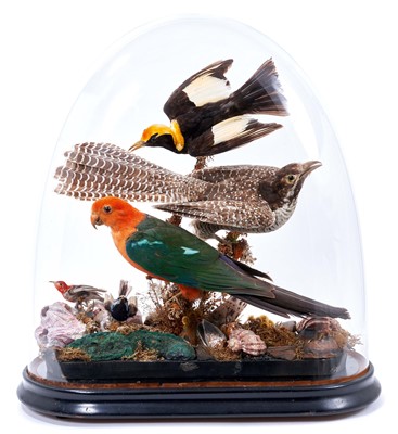 Lot 766 - Display of various Australian birds within a naturalistic setting of flowers and shells under a glass dome with ebony base, 52.5cm high x 51.5cm wide x 24.5cm deep