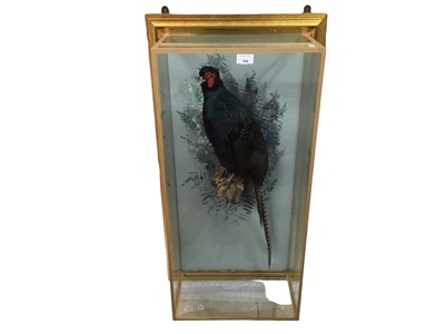 Lot 768 - Melanistic Pheasant perched on a branch with painted background in a wall mounted glazed case. Gilt frame measures 92.5cm high x 49.5cm wide x 25cm deep