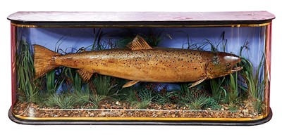 Lot 749 - Large preserved salmon within a naturalistic setting in glazed wrap-around case, 120 x 53cm
