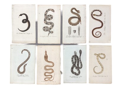 Lot 14 - Engravings of serpents and reptiles